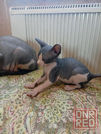 Продажа кошек Макеевка - изображение 2