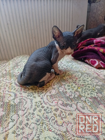 Продажа кошек Макеевка - изображение 4