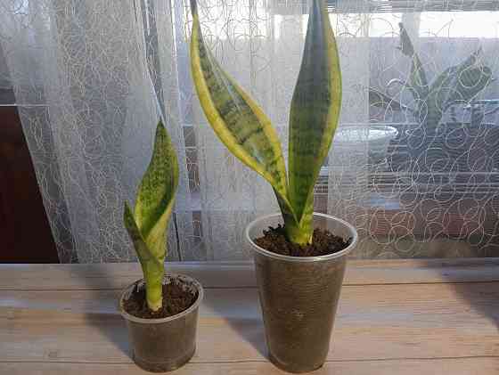 Комнатные цветы Донецк