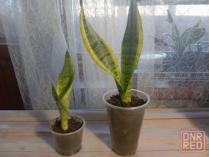 Комнатные цветы Донецк - изображение 1