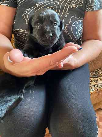 Отдам щенков Донецк