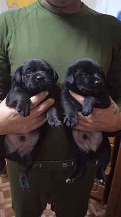 Отдам щенков Донецк