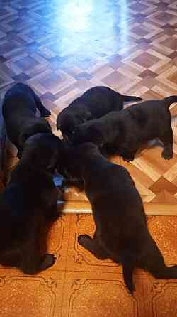 Отдам щенков Донецк