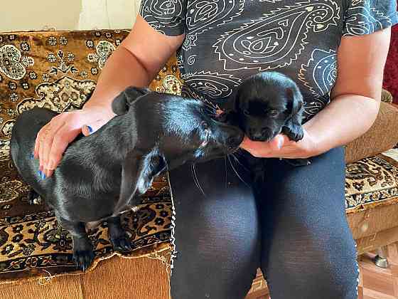 Отдам щенков Донецк