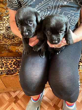 Отдам щенков Донецк