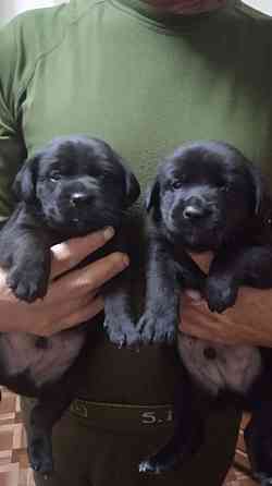 Отдам щенков Донецк