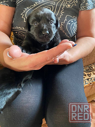 Отдам щенков Донецк - изображение 1