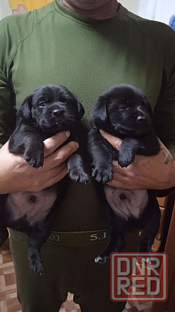 Отдам щенков Донецк - изображение 4