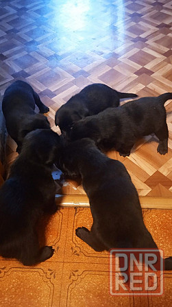 Отдам щенков Донецк - изображение 5