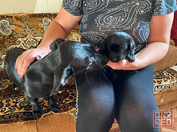 Отдам щенков Донецк - изображение 3