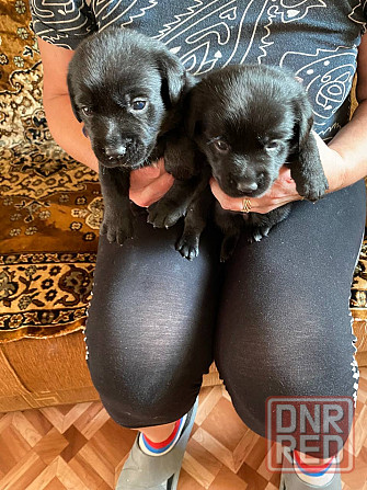 Отдам щенков Донецк - изображение 2