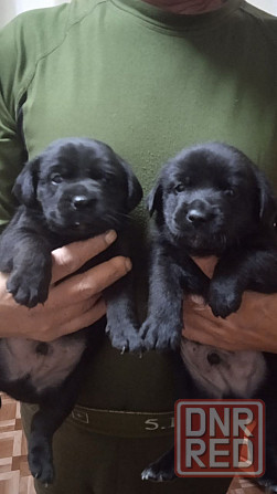 Отдам щенков Донецк - изображение 6