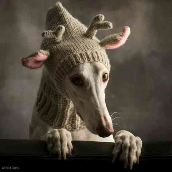 Шапка олень для собачки Донецк