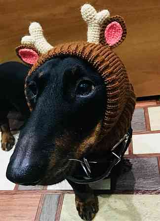 Шапка олень для собачки Донецк