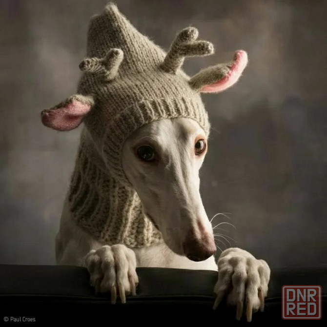 Шапка олень для собачки Донецк - изображение 2