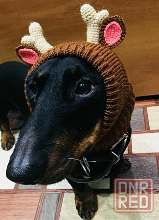 Шапка олень для собачки Донецк - изображение 1