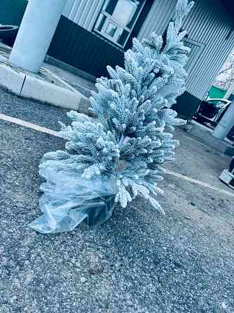 Ель новогодняя Донецк