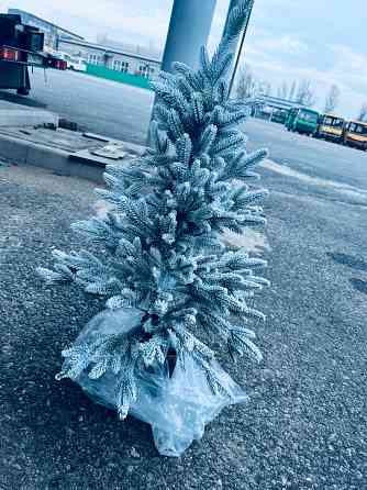 Ель новогодняя Донецк