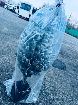 Ель новогодняя Донецк