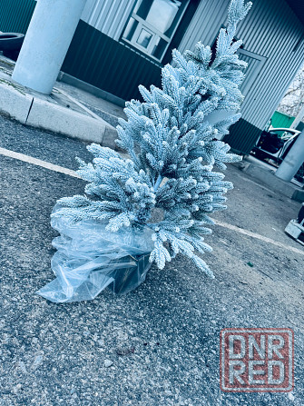 Ель новогодняя Донецк - изображение 4