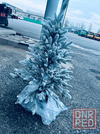 Ель новогодняя Донецк - изображение 3