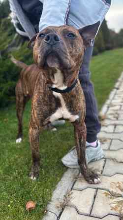 Ищем дом! Срочно! Донецк