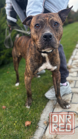 Ищем дом! Срочно! Донецк - изображение 1