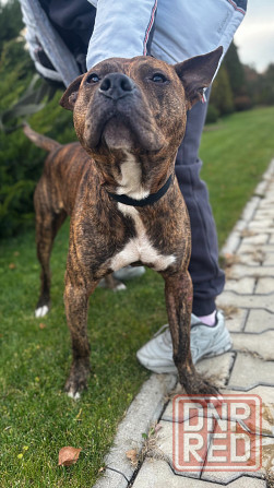 Ищем дом! Срочно! Донецк - изображение 2