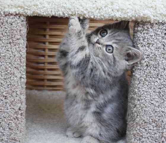 Шотландские короткошерстные котята Донецк