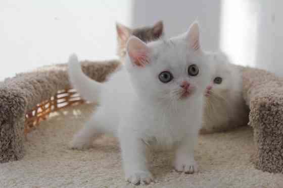 Шотландские короткошерстные котята Донецк