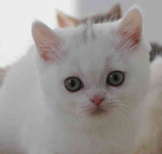 Шотландские короткошерстные котята Донецк