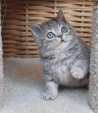 Шотландские короткошерстные котята Донецк