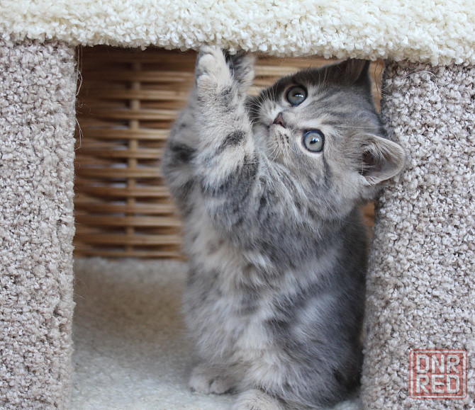 Шотландские короткошерстные котята Донецк - изображение 4