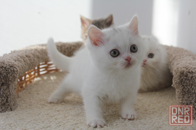 Шотландские короткошерстные котята Донецк - изображение 2