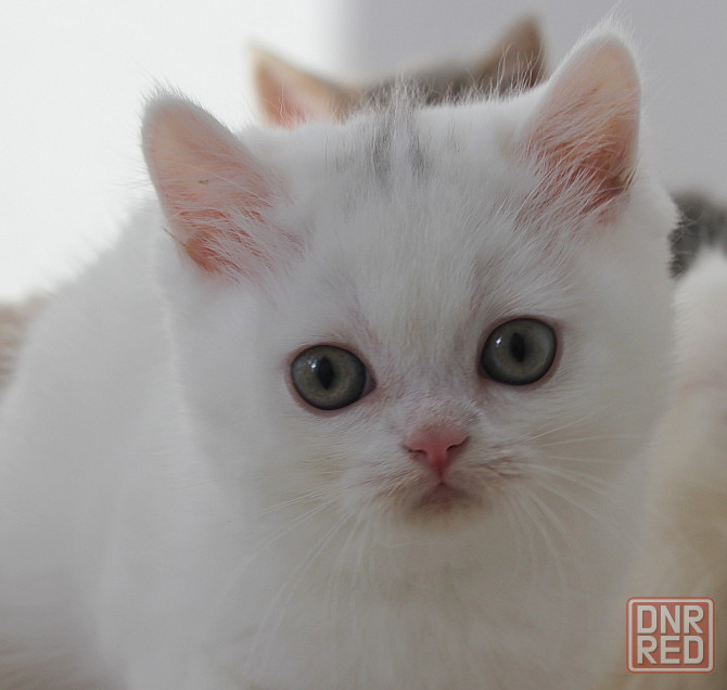 Шотландские короткошерстные котята Донецк - изображение 1