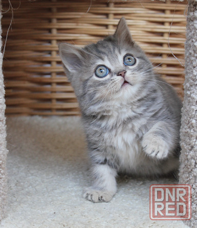 Шотландские короткошерстные котята Донецк - изображение 3
