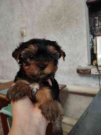 Щенки йоркширский терьер Донецк