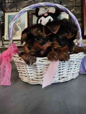 Щенки йоркширский терьер Донецк