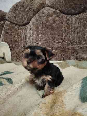 Щенки йоркширский терьер Донецк