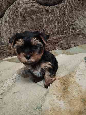 Щенки йоркширский терьер Донецк