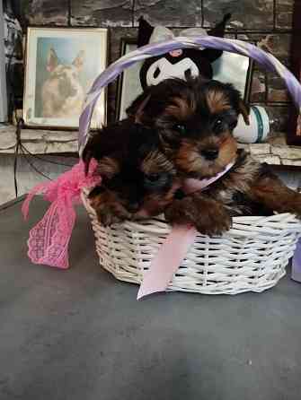 Щенки йоркширский терьер Донецк