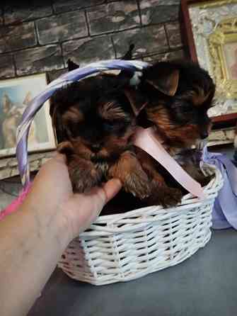 Щенки йоркширский терьер Донецк