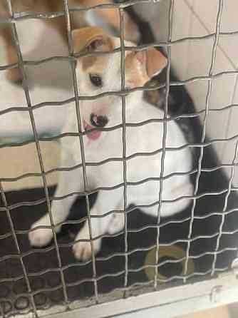 Щенки в добрые руки! Срочно! Донецк