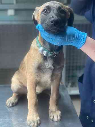 Щенки в добрые руки! Срочно! Донецк