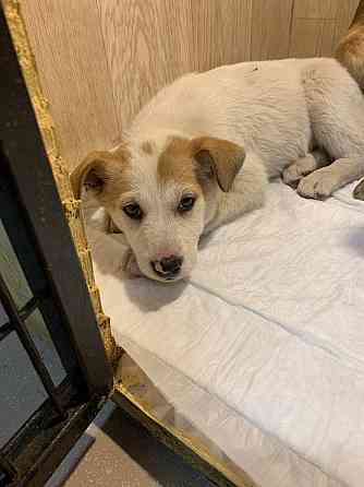 Щенки в добрые руки! Срочно! Донецк