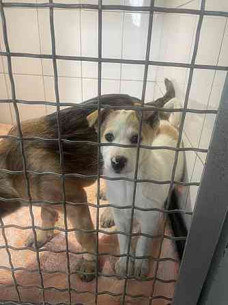 Щенки в добрые руки! Срочно! Донецк