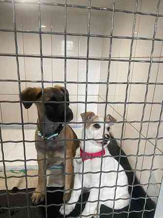 Щенки в добрые руки! Срочно! Донецк