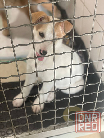 Щенки в добрые руки! Срочно! Донецк - изображение 3