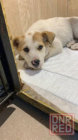 Щенки в добрые руки! Срочно! Донецк - изображение 8