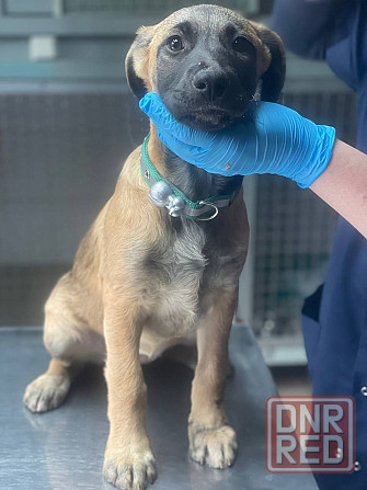 Щенки в добрые руки! Срочно! Донецк - изображение 2